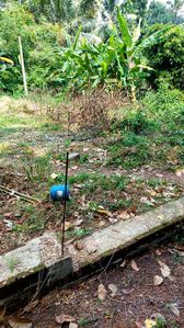 Land for Sale in Kandana