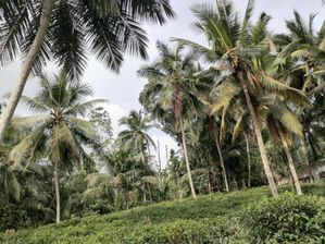 Land for Sale - Galle