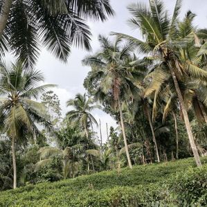 Land for Sale - Galle - Image 2