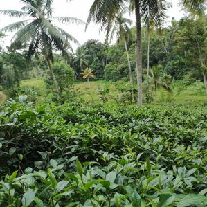 Land for Sale - Galle - Image 3