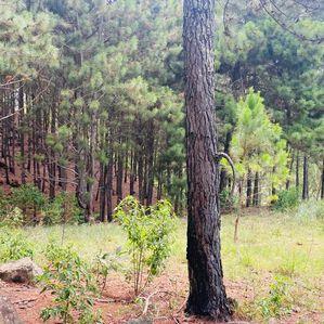 Ella- Land for Sale - Image 2