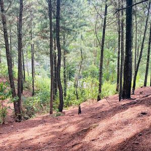 Ella- Land for Sale - Image 3