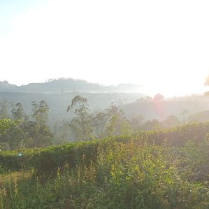 Land for sale Nuwara Eliya - Image 3