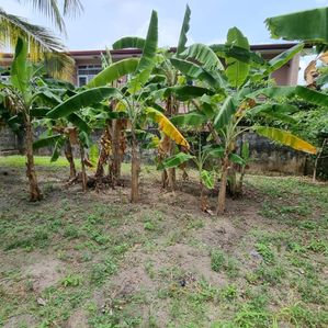 Kapuwatta Ja Ela Land for Sale - Image 2