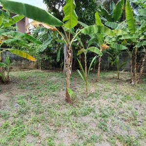 Kapuwatta Ja Ela Land for Sale - Image 3