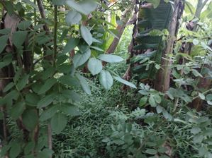 Land for Sale Dampalla