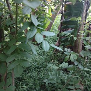 Land for Sale Dampalla - Image 2