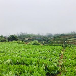 Land for Sale Nuwara Eliya - Image 3