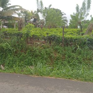 Residential Land close to Pilimathalawa City - Image 2