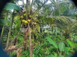 Land For Sale In Kurunegala Mawathagama