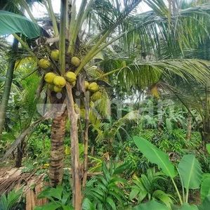 Land For Sale In Kurunegala Mawathagama - Image 2