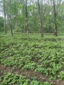 Land For Sale Nittambuwa