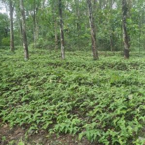 Land For Sale Nittambuwa - Image 2