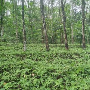 Land For Sale Nittambuwa - Image 3
