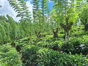 Tea Estate for Sale in Morawake