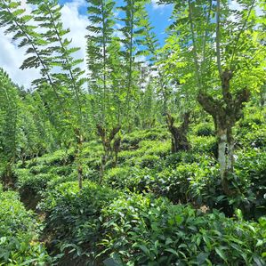 Tea Estate for Sale in Morawake - Image 2