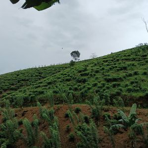 Tea Estate for Sale in Morawake - Image 3