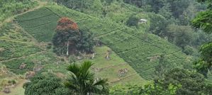 Land for Sale in Ramboda CL- 652 for sale