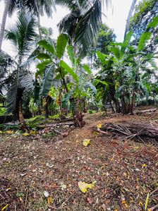 Land for Sale in Ambepussa