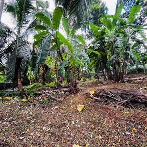 Land for Sale in Ambepussa - Image 2