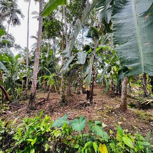 Land for Sale in Ambepussa - Image 3