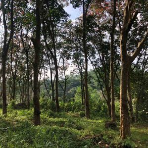 Avissawella පර්.250 ඉඩමක් විකිණීමට - Image 2