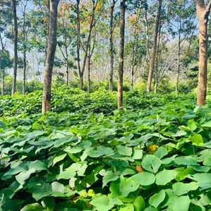 Avissawella පර්.250 ඉඩමක් විකිණීමට - Image 3