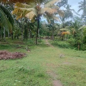 Lakeside Property for Sale in Beliatta - Image 3