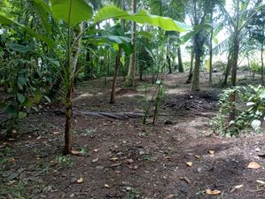 මීගහවත්ත දෙල්ගොඩ ඉඩමක් විකිණීමට
