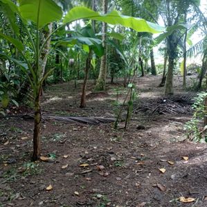 මීගහවත්ත දෙල්ගොඩ ඉඩමක් විකිණීමට - Image 2