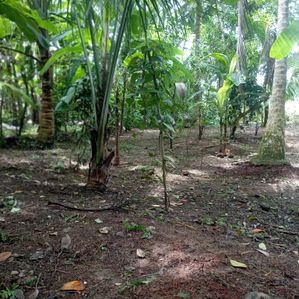 මීගහවත්ත දෙල්ගොඩ ඉඩමක් විකිණීමට - Image 3