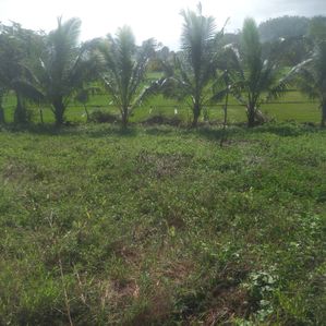 Land for sale in Ahungalla - Image 3