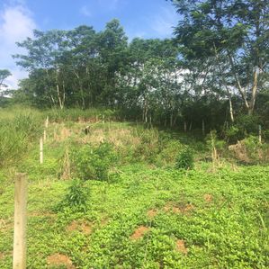 Land for Sale Pitigala - Image 3