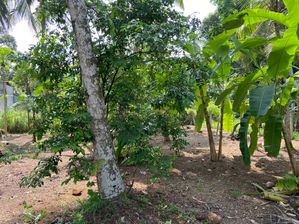 අගනා බිම් කොටසක් විකිණීමට පානදුර