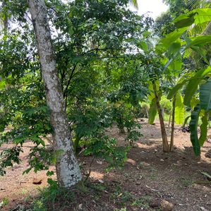 අගනා බිම් කොටසක් විකිණීමට පානදුර - Image 2