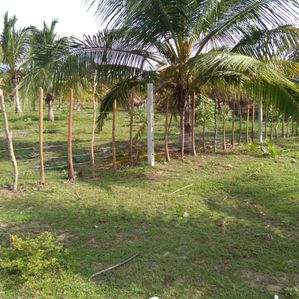 Passikudah land for sale - Image 3