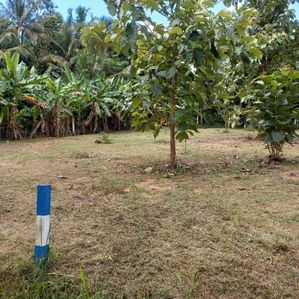 Land for Sale in Anuradhapura - Image 3