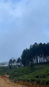 Land for sale in Upper Glenloch, Ramboda, Nuwara Eliya