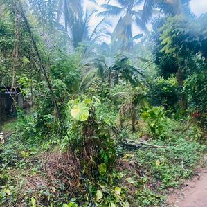 (RL296) 21 Perch Land For Sale in Pokunuwita - Image 2