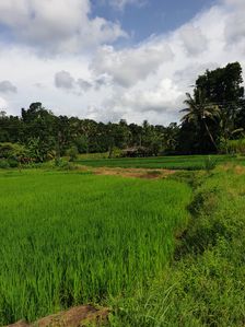 Land for Sale in Kegalle