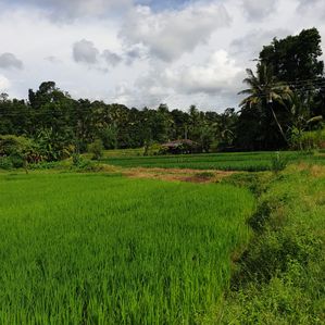 Land for Sale in Kegalle - Image 2
