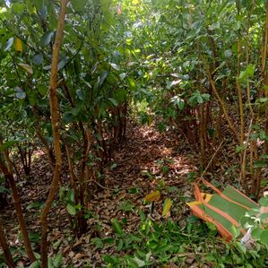 Land(සම්පූර්ණ කුරුදු)for Sale Hunuwala