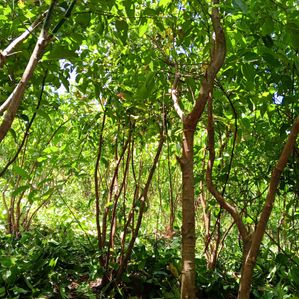 Land(සම්පූර්ණ කුරුදු)for Sale Hunuwala - Image 3