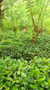 Land for Sale in Udugama