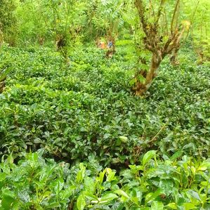 Land for Sale in Udugama - Image 2