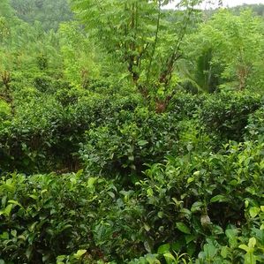 Land for Sale in Udugama - Image 3