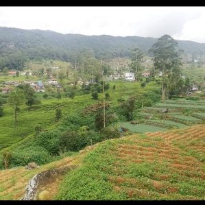 Nuwara Eliya Land For Sale - Image 2
