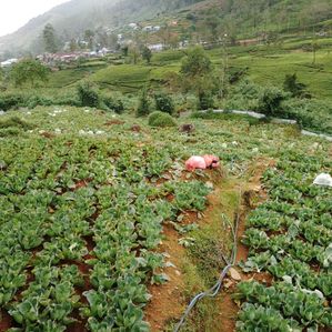 Nuwara Eliya Land For Sale - Image 3