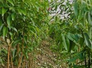 කුරුදු ඉඩමක් විකිණීමට - ඌරගස්මන්හන්දිය