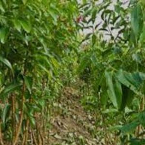 කුරුදු ඉඩමක් විකිණීමට - ඌරගස්මන්හන්දිය - Image 2